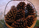 Pine Cone Gift Baskets