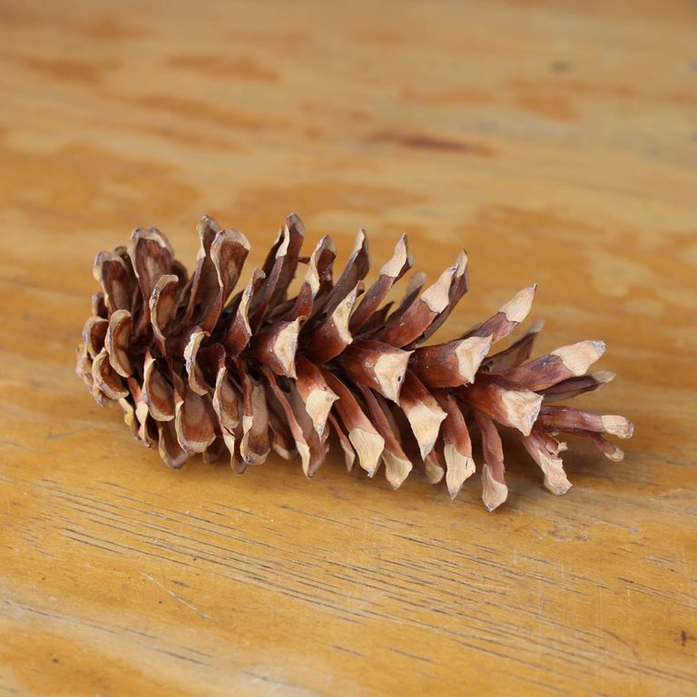 Giant Sequoia Pine Cones | Lake Tahoe Pine Cones